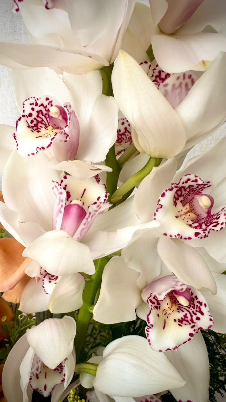 Pink-striped and ivory tulips arranged in a white vessel